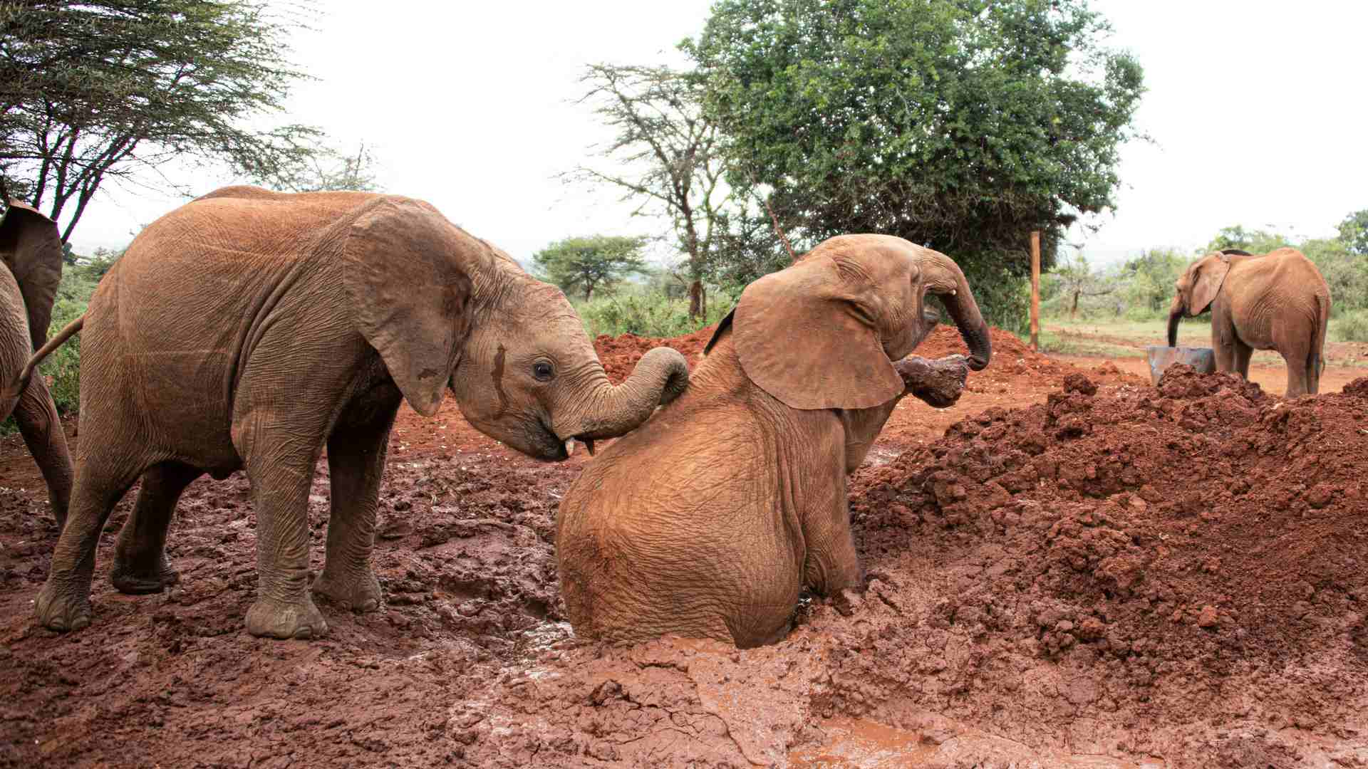 Tsavo & Shimba Hills Safaris